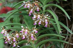Vanda tessellata